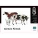 Domestic Animals