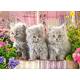 THREE GREY KITTENS