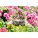 KITTEN IN FLOWER GARDEN