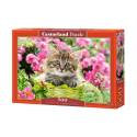 KITTEN IN FLOWER GARDEN
