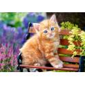 GINGER KITTEN