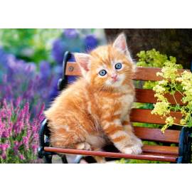 GINGER KITTEN