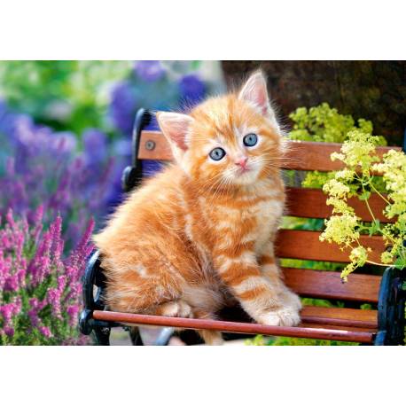 GINGER KITTEN