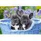 FRENCH BULLDOG PUPPIES