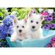 WESTIE PUPPIES