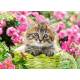 KITTEN IN FLOWER GARDEN
