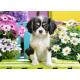 SPANIEL PUPPY IN FLOWERS