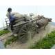 60's-70's Vietnamese Farmer Cattle Cart