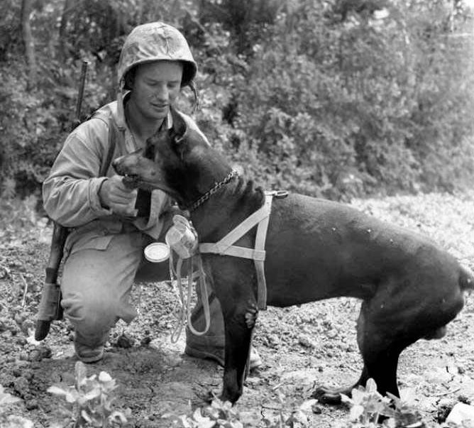 Dogs in service in the US Marine Corps, WWII – Image 5