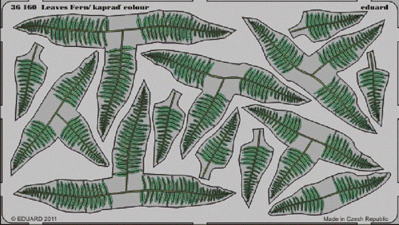 Leaves Fern - colour