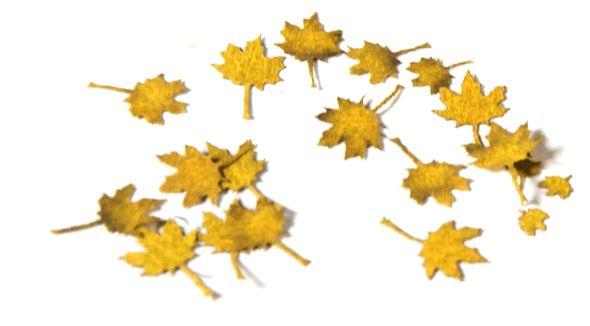 MAPLE AUTUMN 1:35 – Image 2