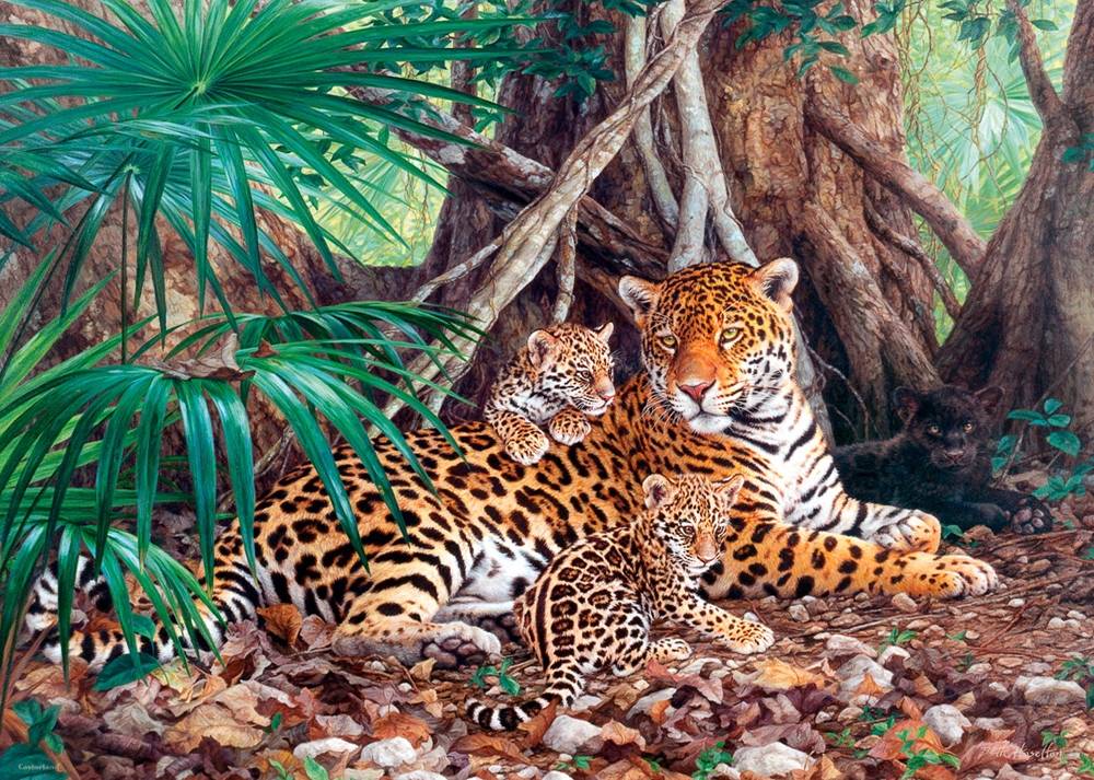 JAGUARS IN THE JUNGLE – Image 2
