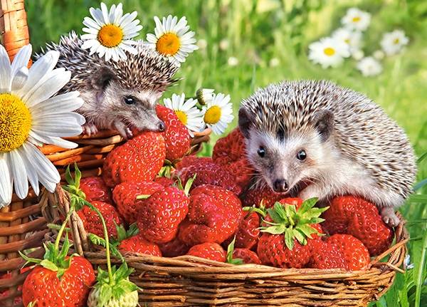 STRAWBERRY DESSERT – Image 2