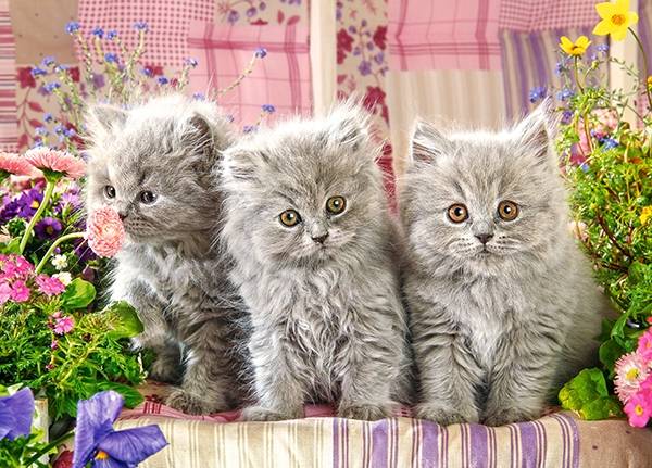 THREE GREY KITTENS – Image 2