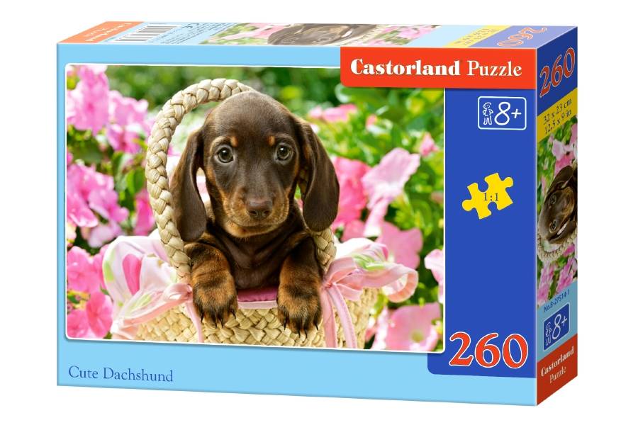 CUTE DACHSHUND
