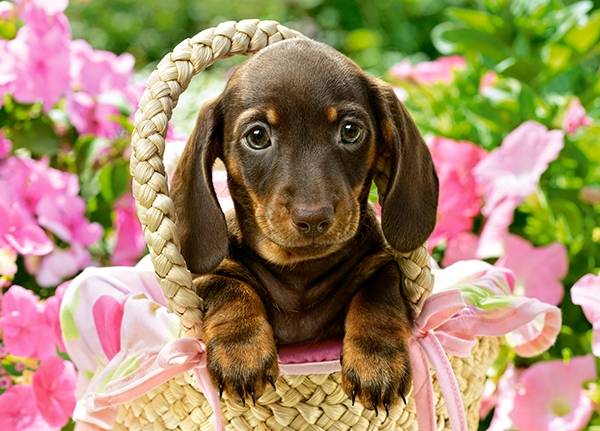 CUTE DACHSHUND – Image 2