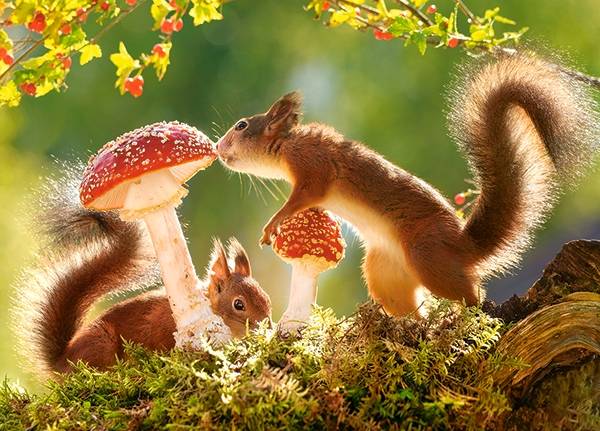 SQUIRREL'S FOREST LIFE – Image 2