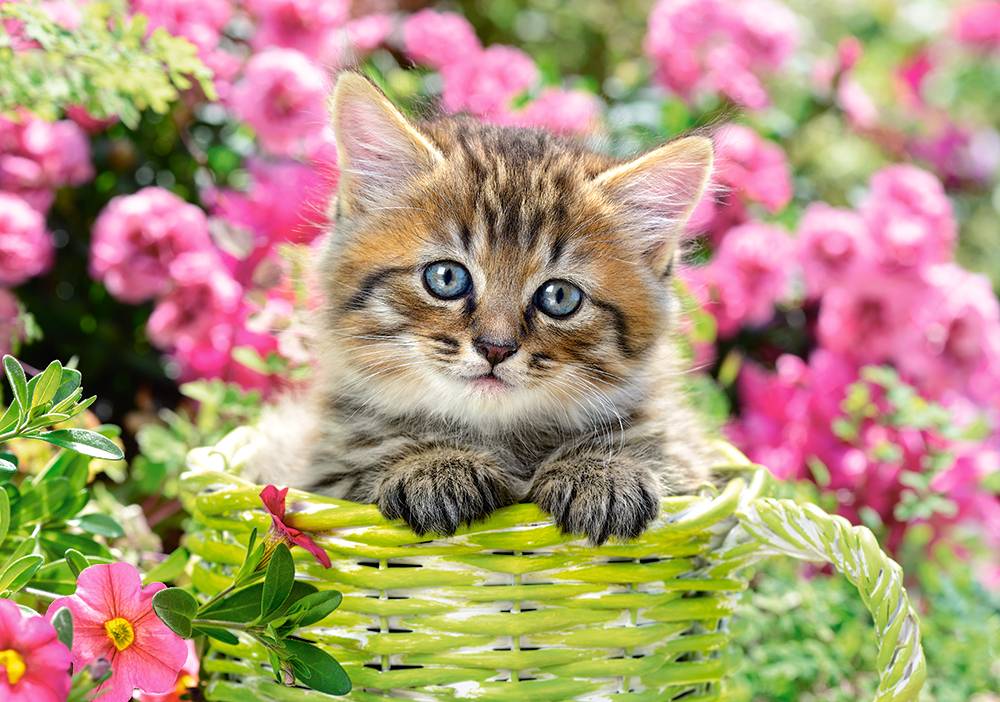 KITTEN IN FLOWER GARDEN – Image 2