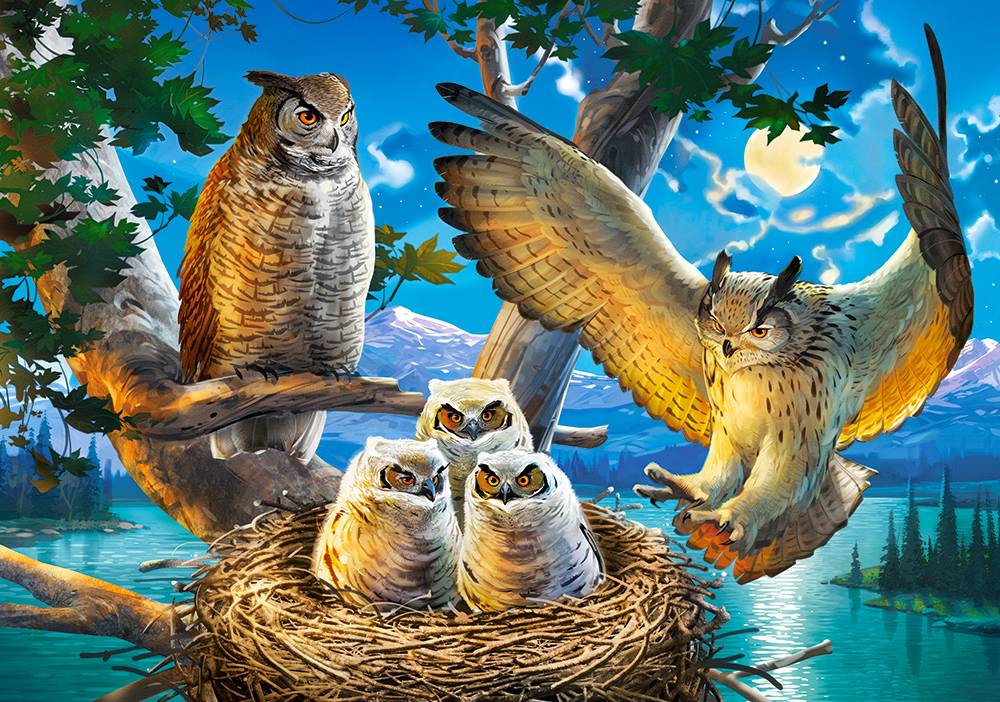 OWL FAMILY – Image 2