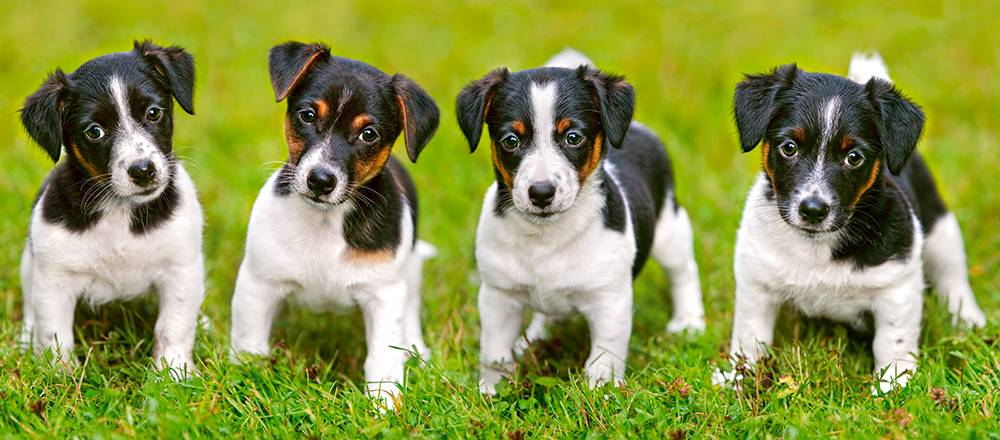 JACK RUSSELL TERRIER PUPPIES – Image 2