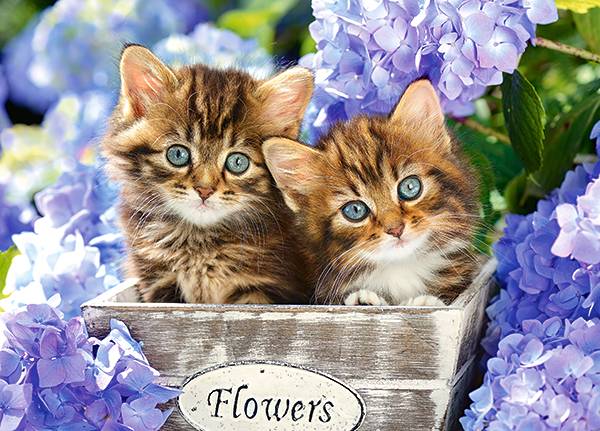 CUTE KITTENS – Image 2
