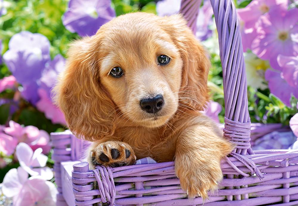 PUPPY IN BASKET – Image 2