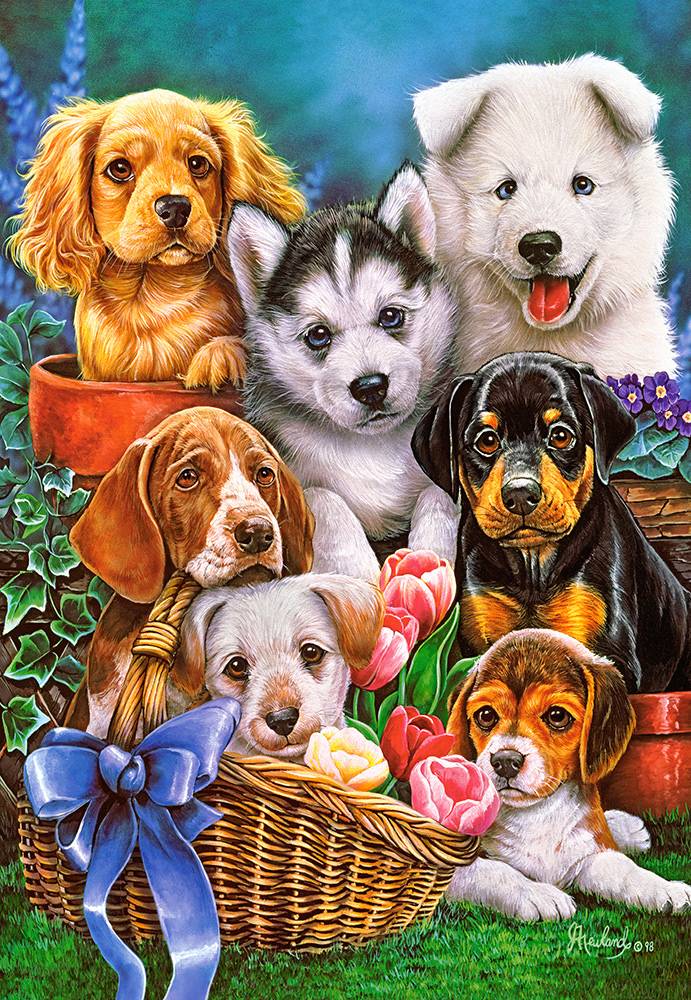 PUPPIES – Image 2