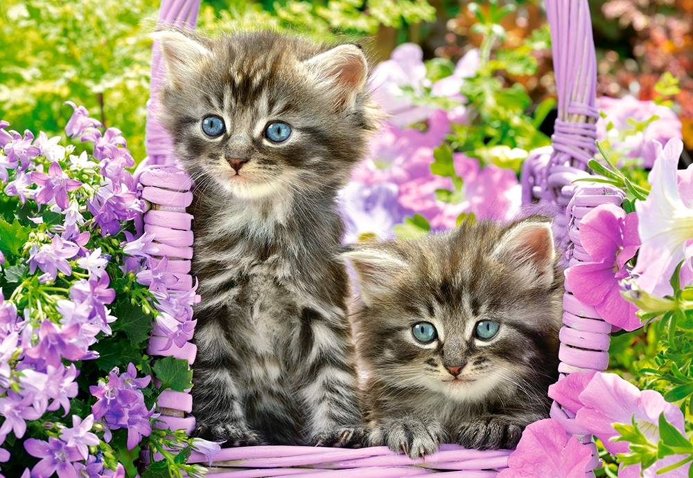KITTEN IN SUMMER GARDEN – Image 2