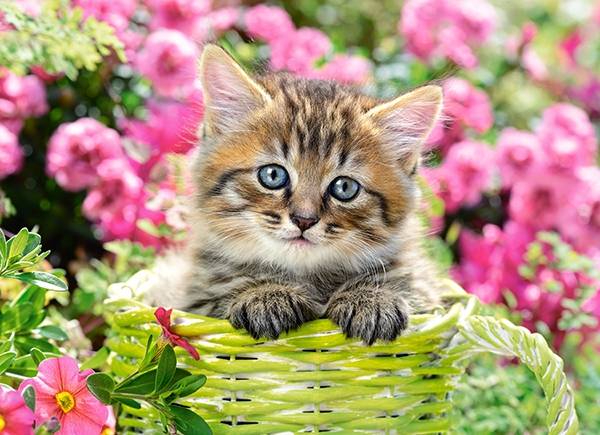 KITTEN IN FLOWER GARDEN – Image 2