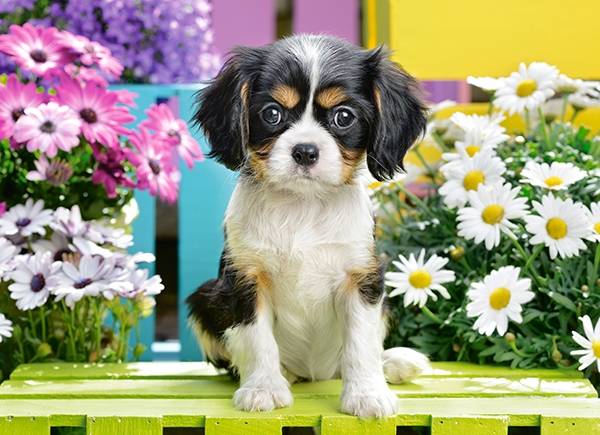 SPANIEL PUPPY IN FLOWERS – Image 2