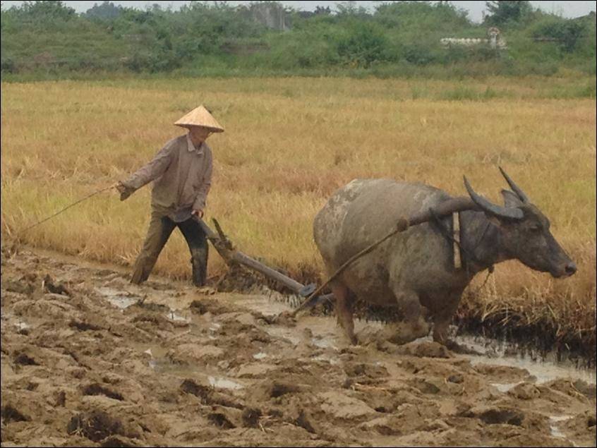 60's-70's Southern Vietnam Buffalo Set – Image 7