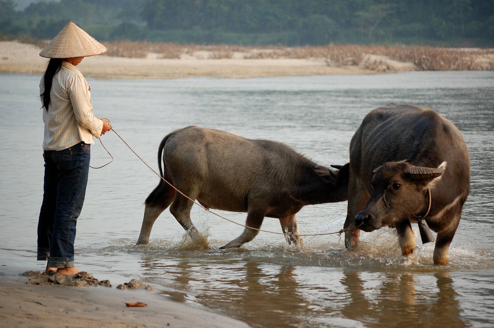 60's-70's Southern Vietnam Buffalo Set – Image 8