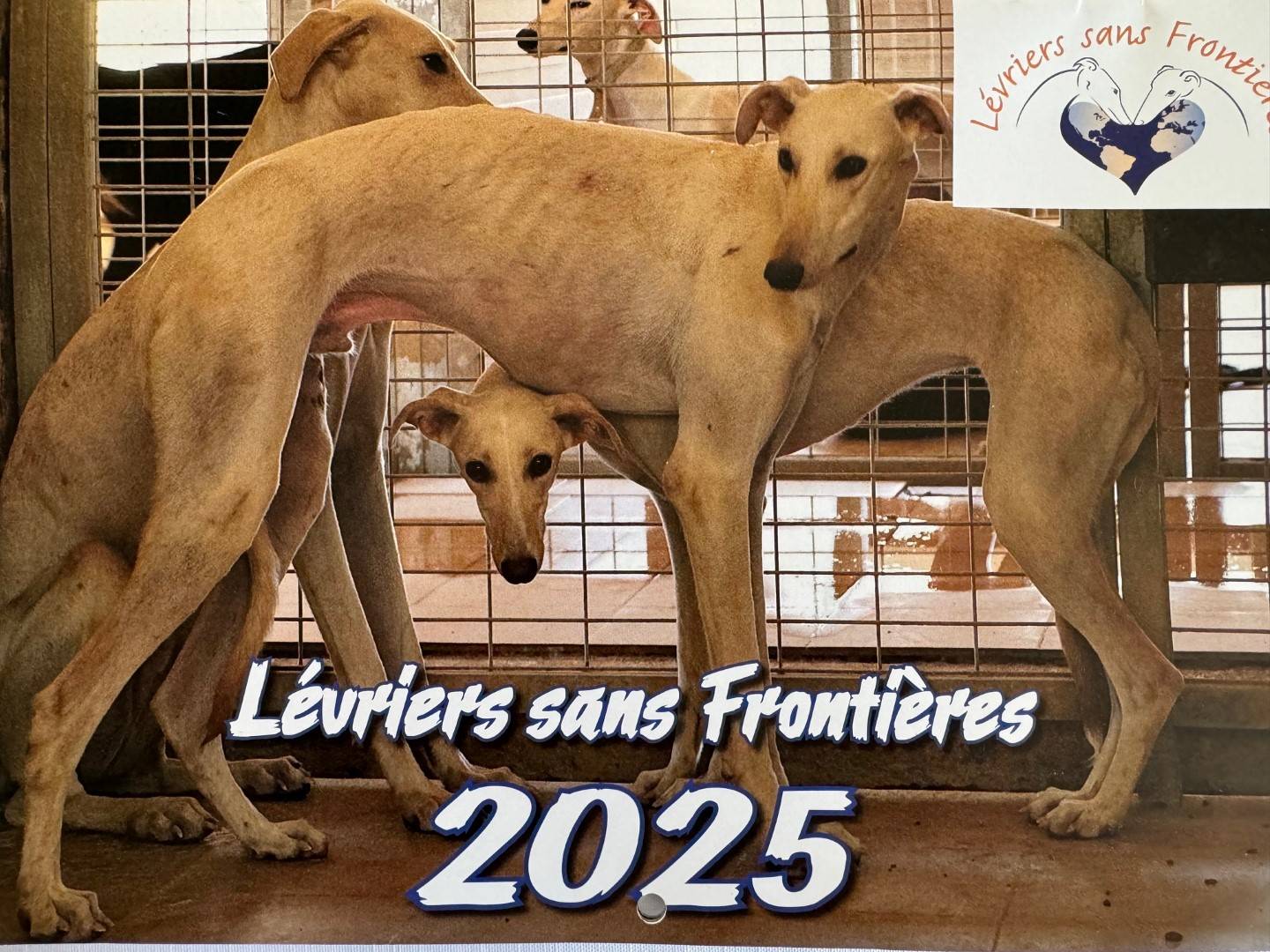 Calendrier Lévriers sans frontières 2025