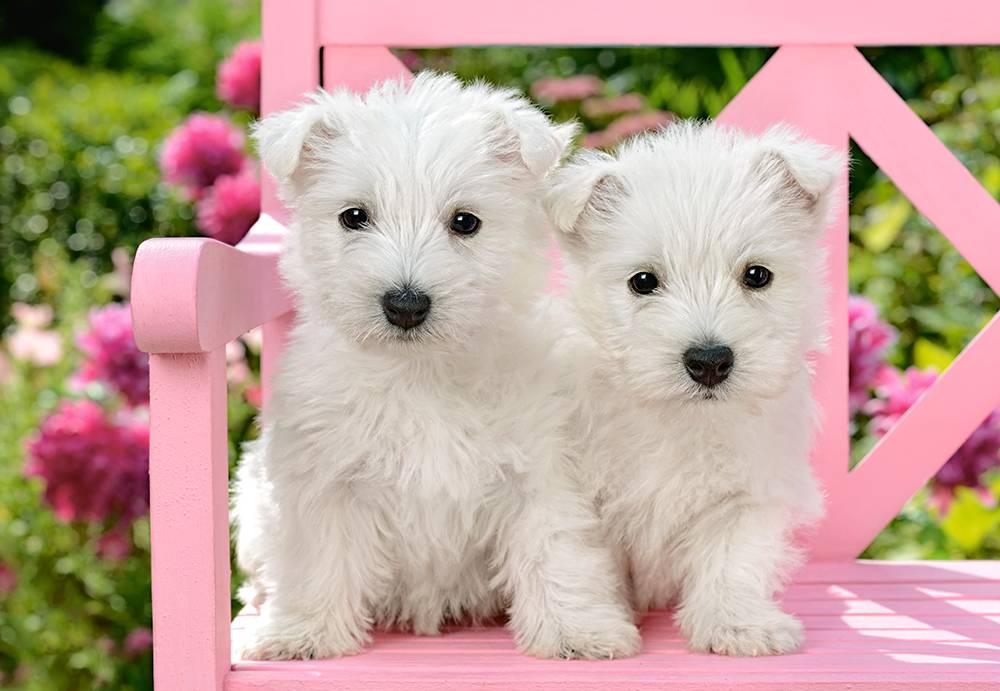 WHITE TERRIER PUPPIES – Image 2