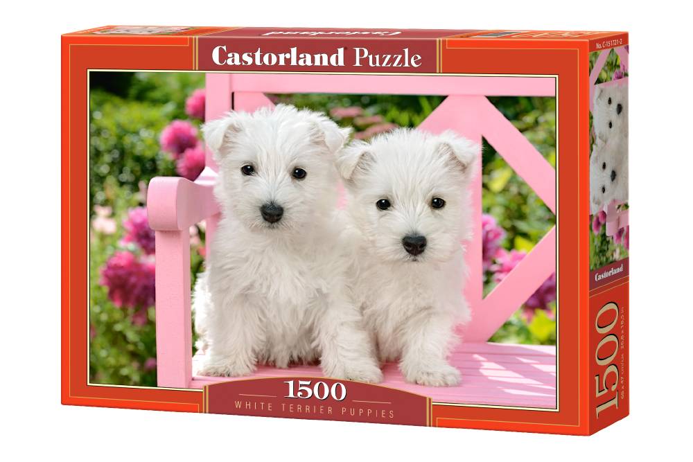 WHITE TERRIER PUPPIES