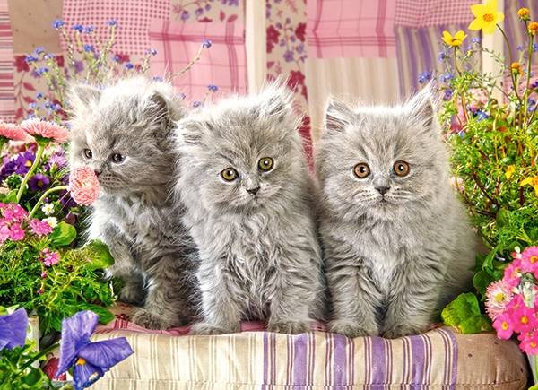 THREE GREY KITTENS – Image 2