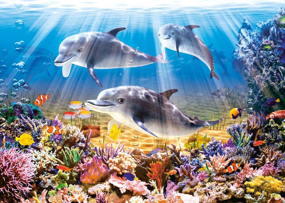 DOLPHINS UNDERWATER – Image 2