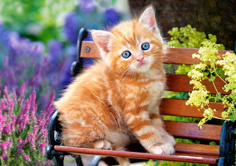 GINGER KITTEN