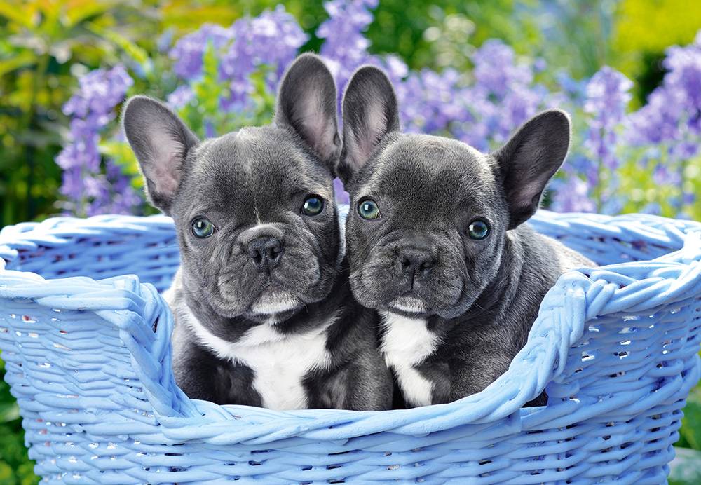 FRENCH BULLDOG PUPPIES – Image 2