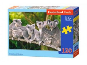 FAMILY OF KOALAS
