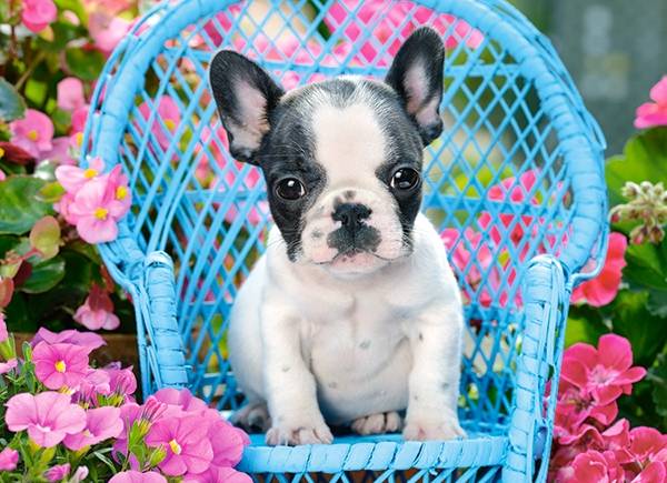 FRENCH BULLDOG PUPPY – Image 2