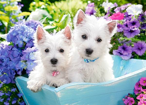 WESTIE PUPPIES – Image 2