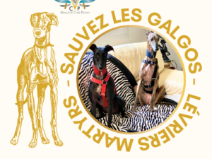 Soutenez les Lévriers sans Frontières